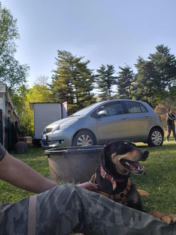 Skylar, una bellissima simil segugia Foto 6